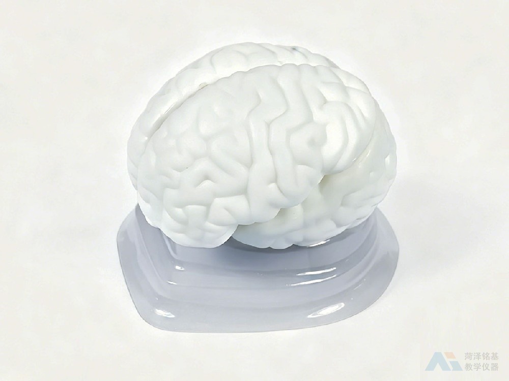 脑解剖模型