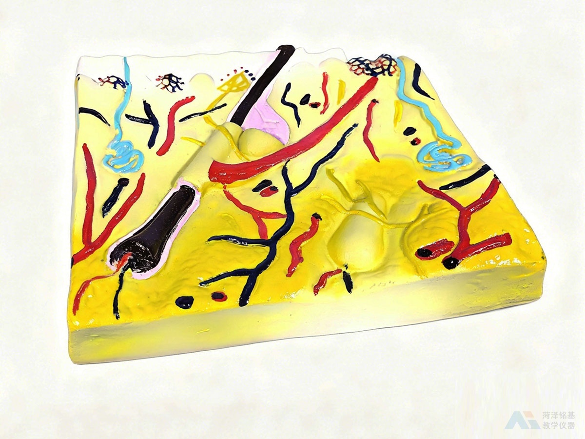 皮肤结构模型 侧面细节