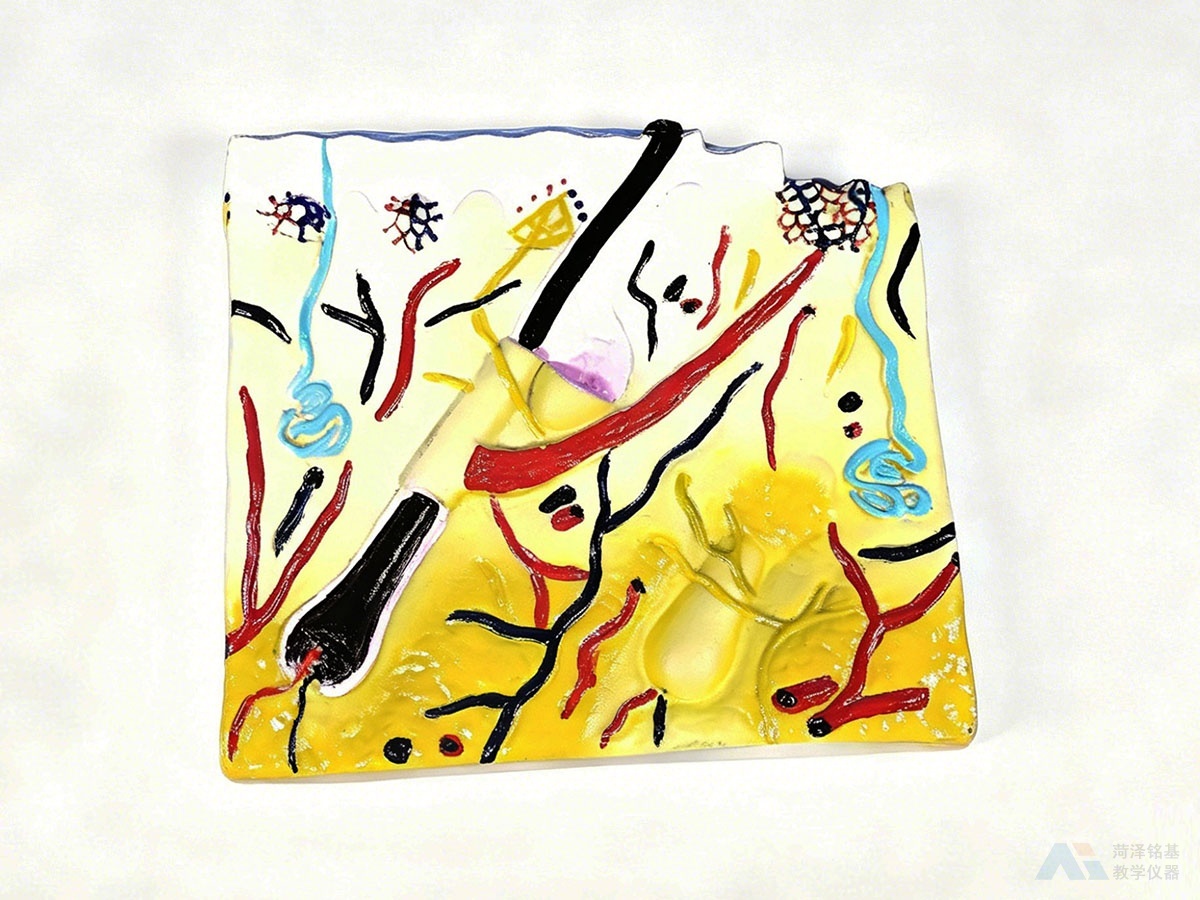 皮肤结构模型 正面细节