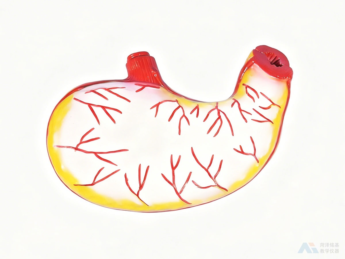 胃解剖模型 背面