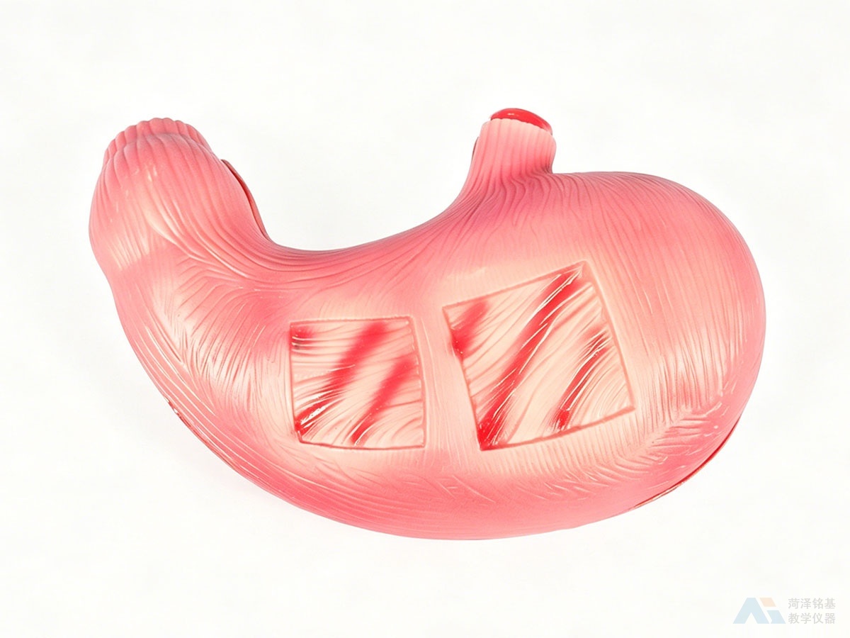 胃解剖模型 外观