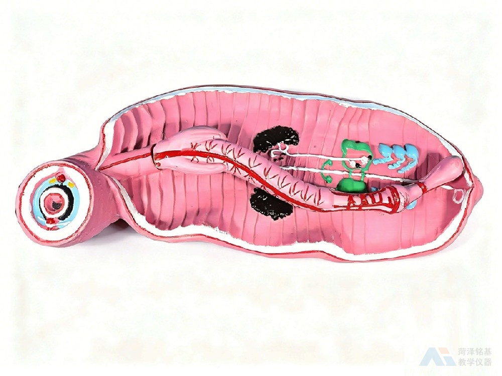 蚯蚓解剖模型