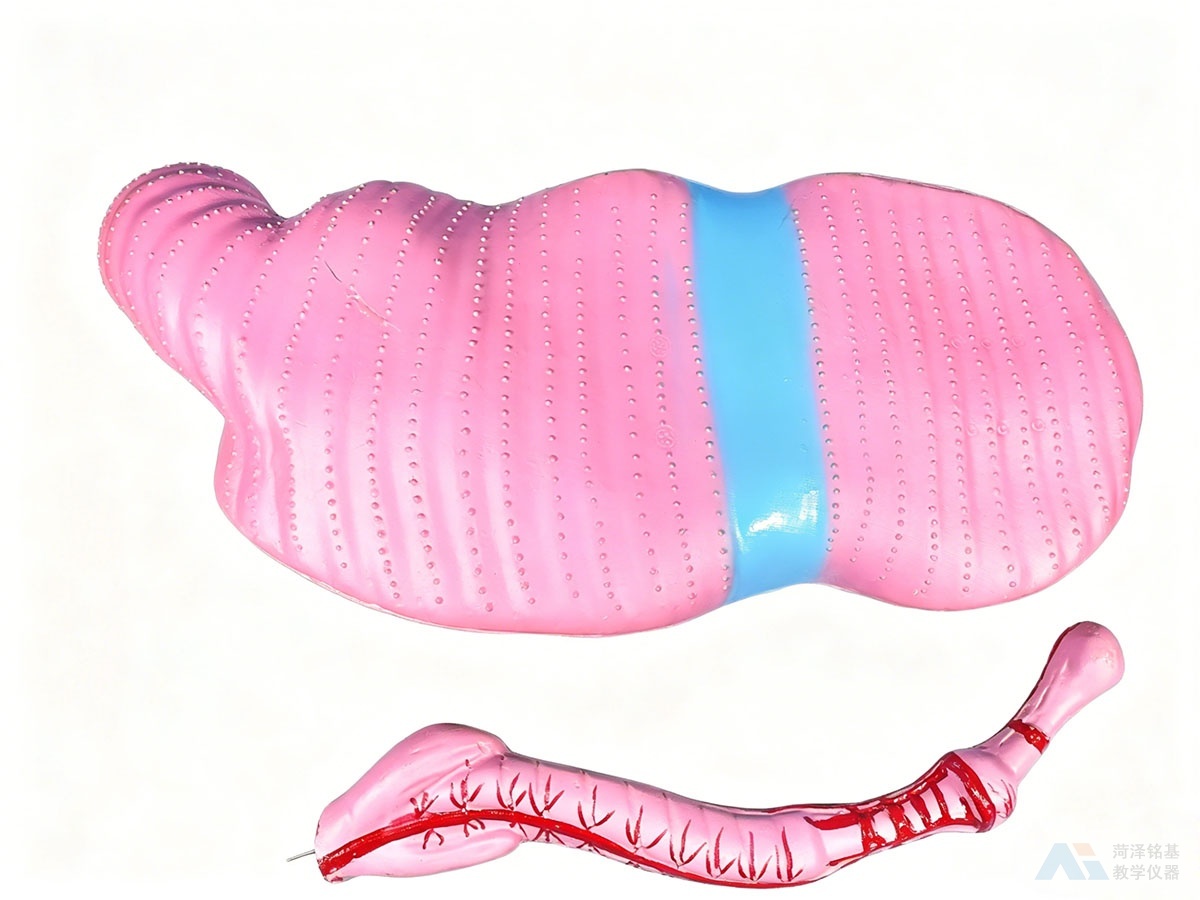 蚯蚓解剖模型 背面