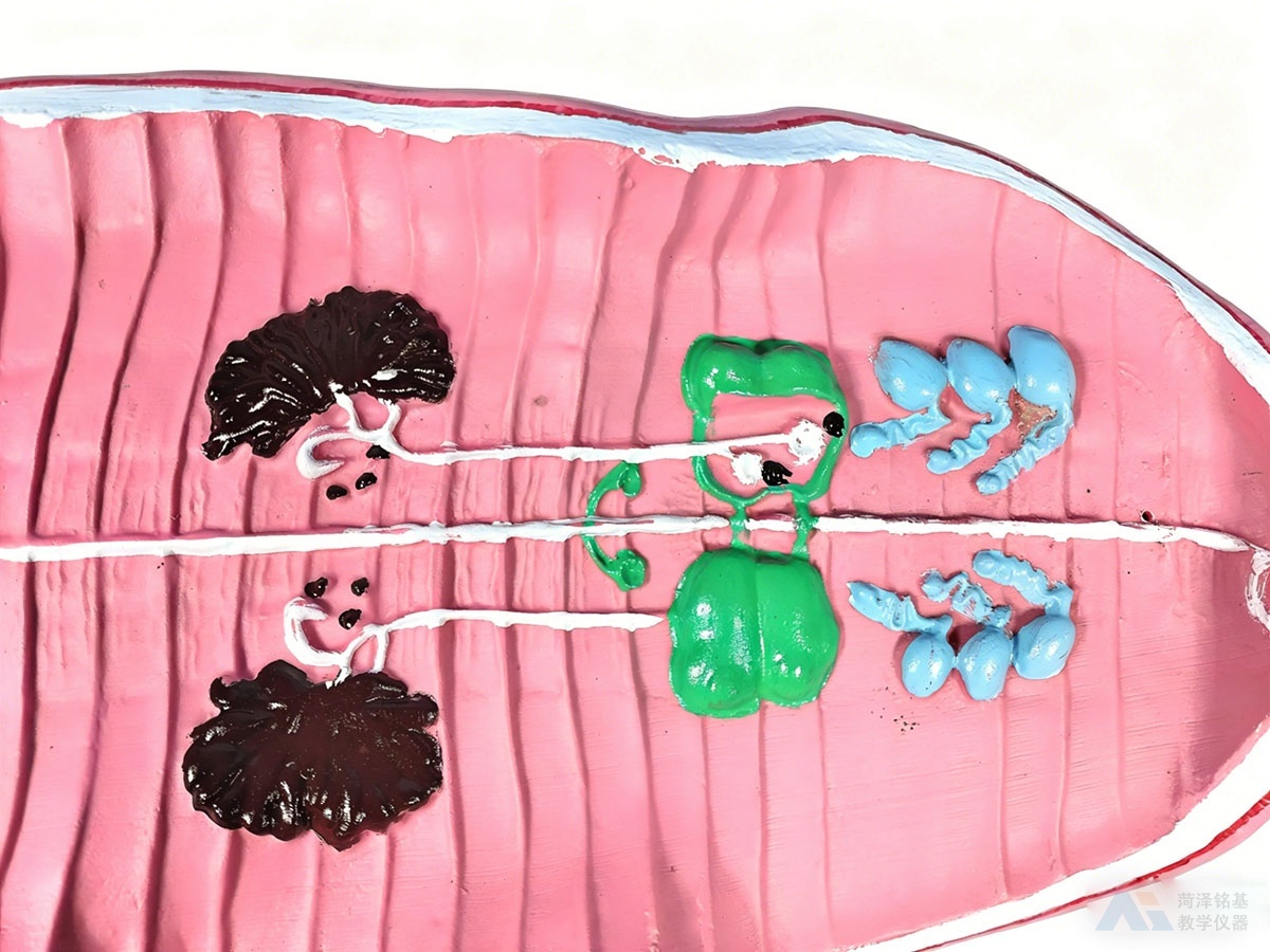 蚯蚓解剖模型 细节