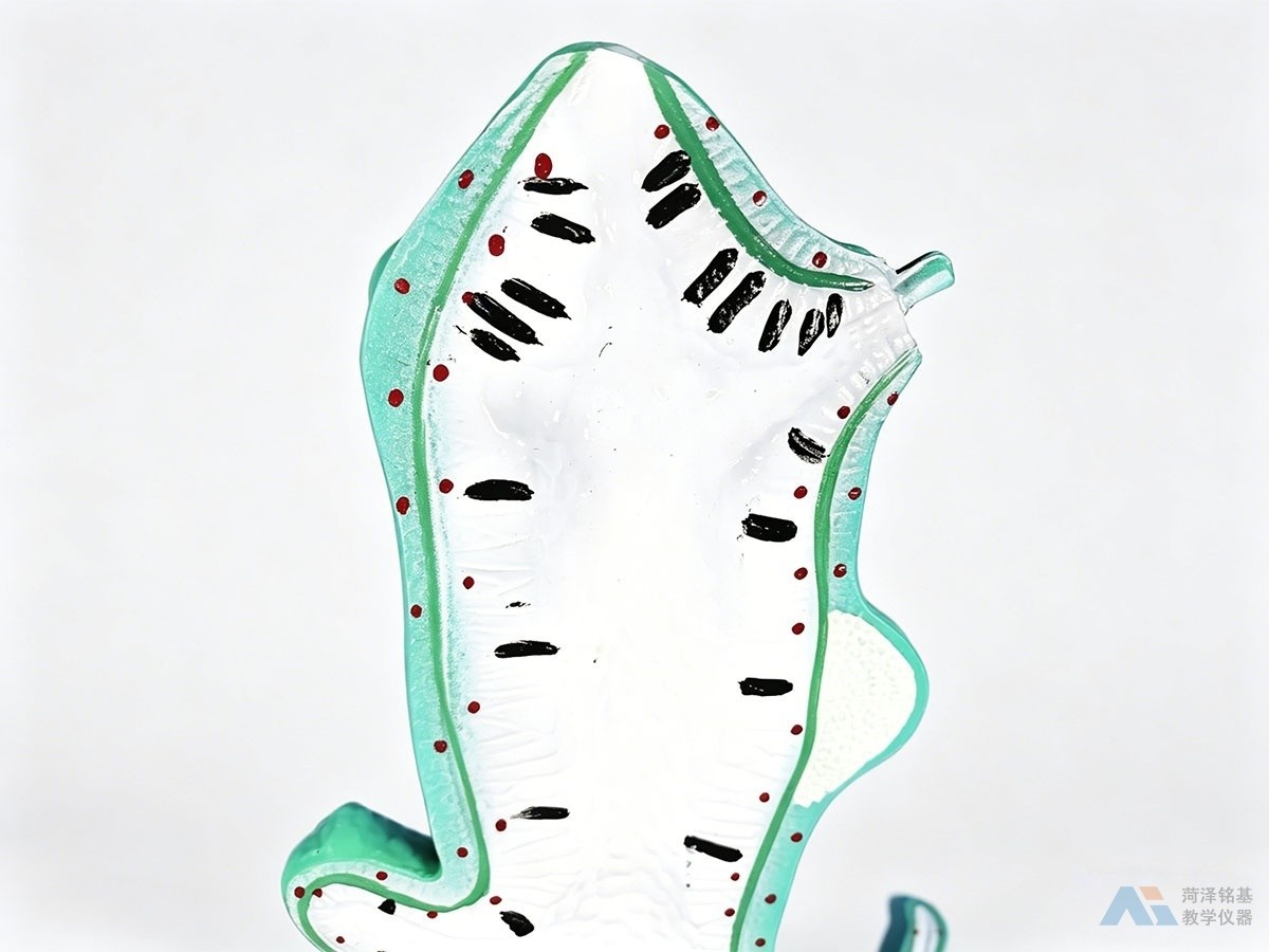 水螅解剖模型 细节