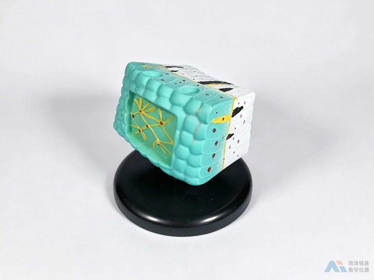 水螅解剖模型 水螅体壁外侧